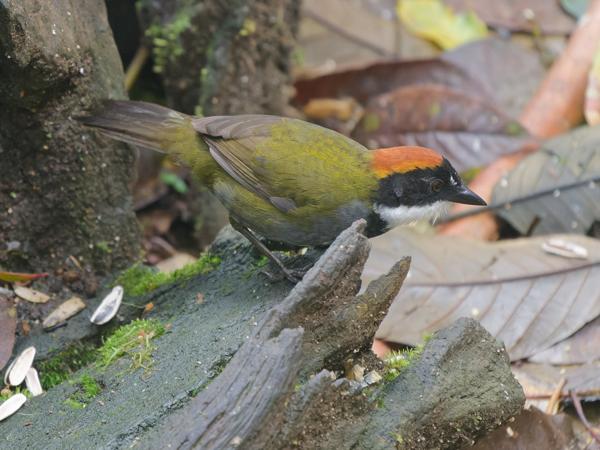 <h3><a href="/trips/costa-rica/biota/animalia/chordata/aves/040 passeriformes/126 emberizidae/arremon brunneinucha/arremon brunneinucha-nl.html">Arremon&nbsp;brunneinucha</a> / Chestnut‑capped&nbsp;brush&nbsp;finch / Bruinkapstruikgors</h3>OM-1 Mark II met OLYMPUS M.150-400mm F4.5, 1/800 sec  bij F4.5, ISO 10000, afstand 7.58&nbsp;m